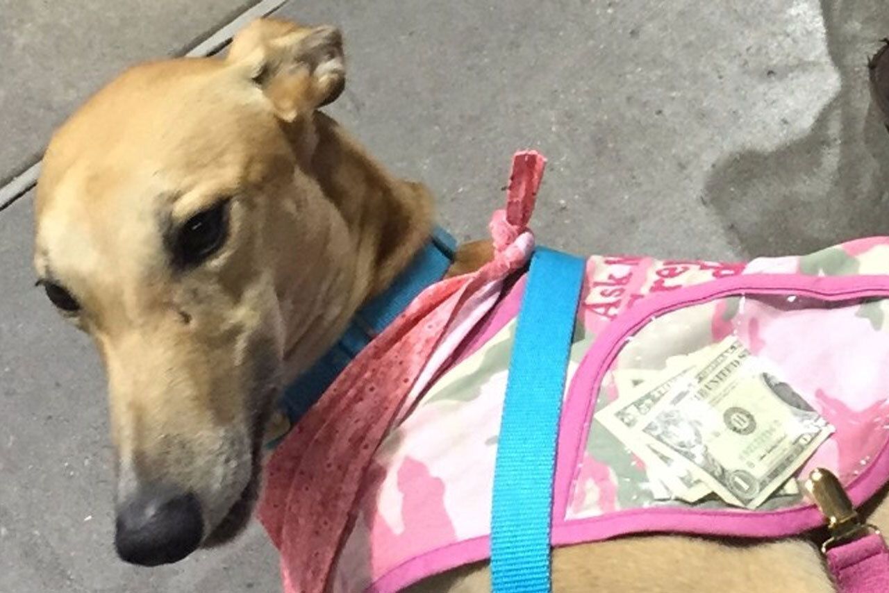 Greyhound dog