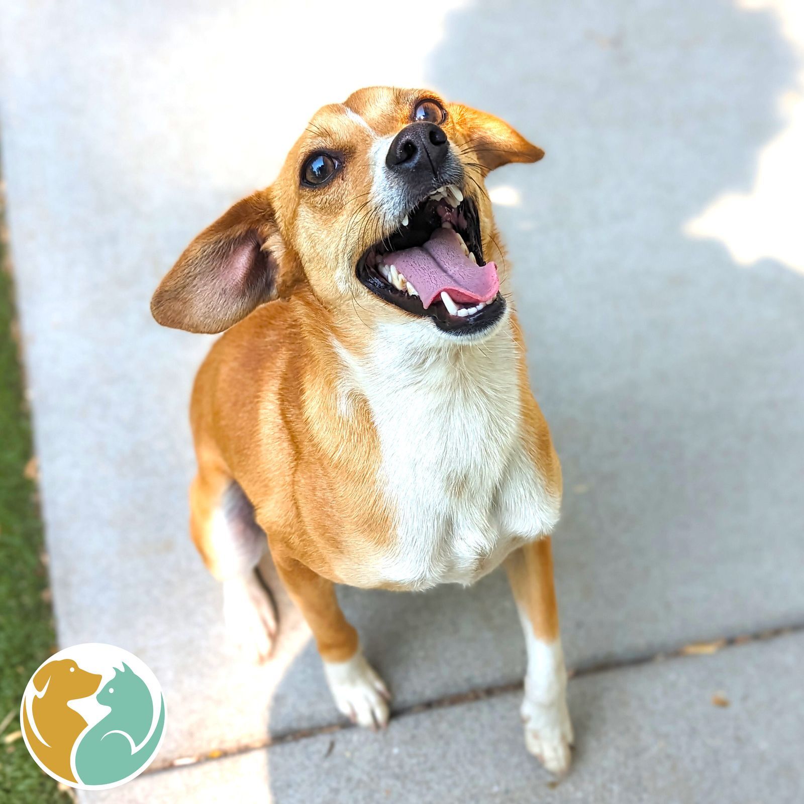Dogs & Puppies Adopt Toledo Animal Rescue