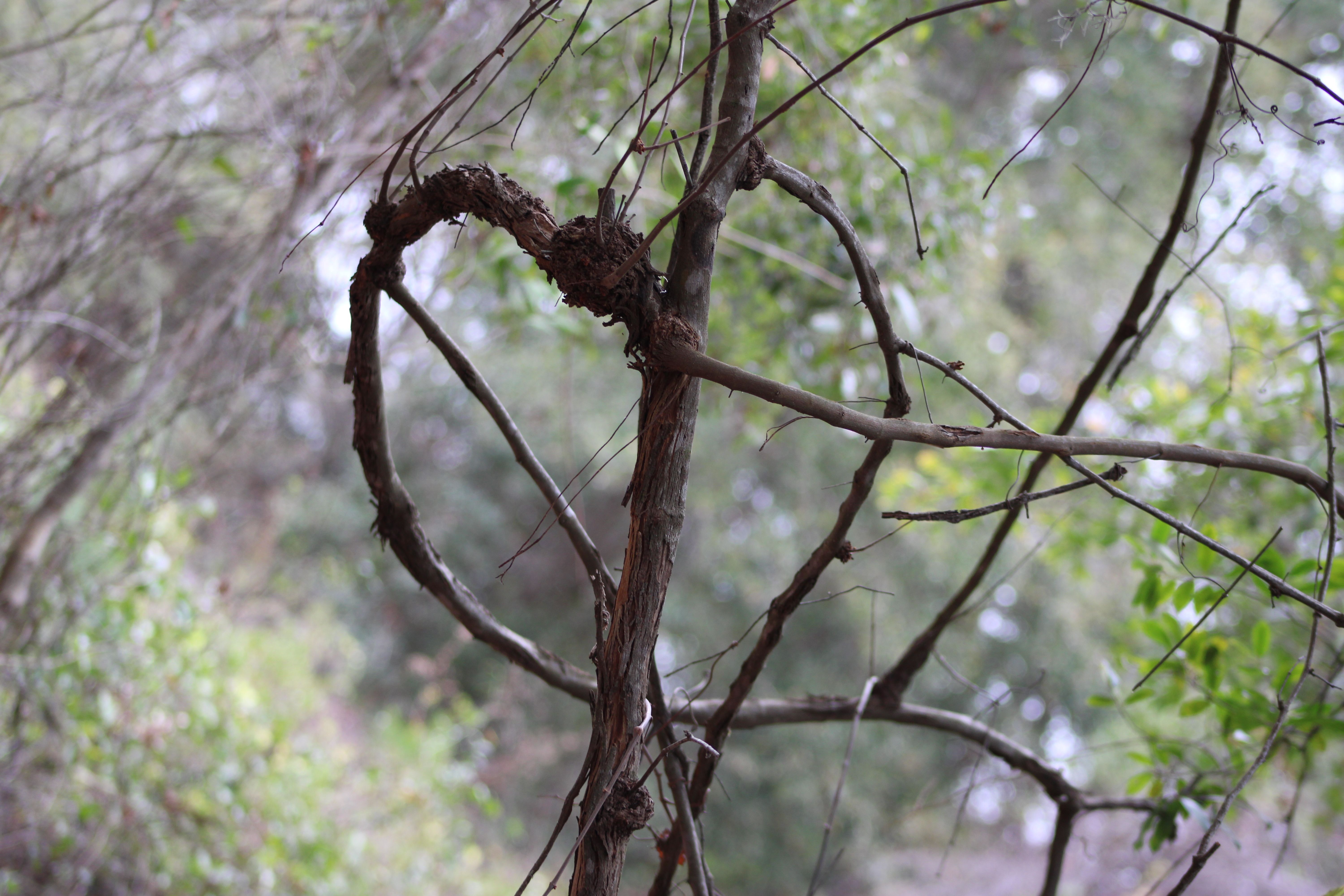 Twig heart by Scott Silhavy