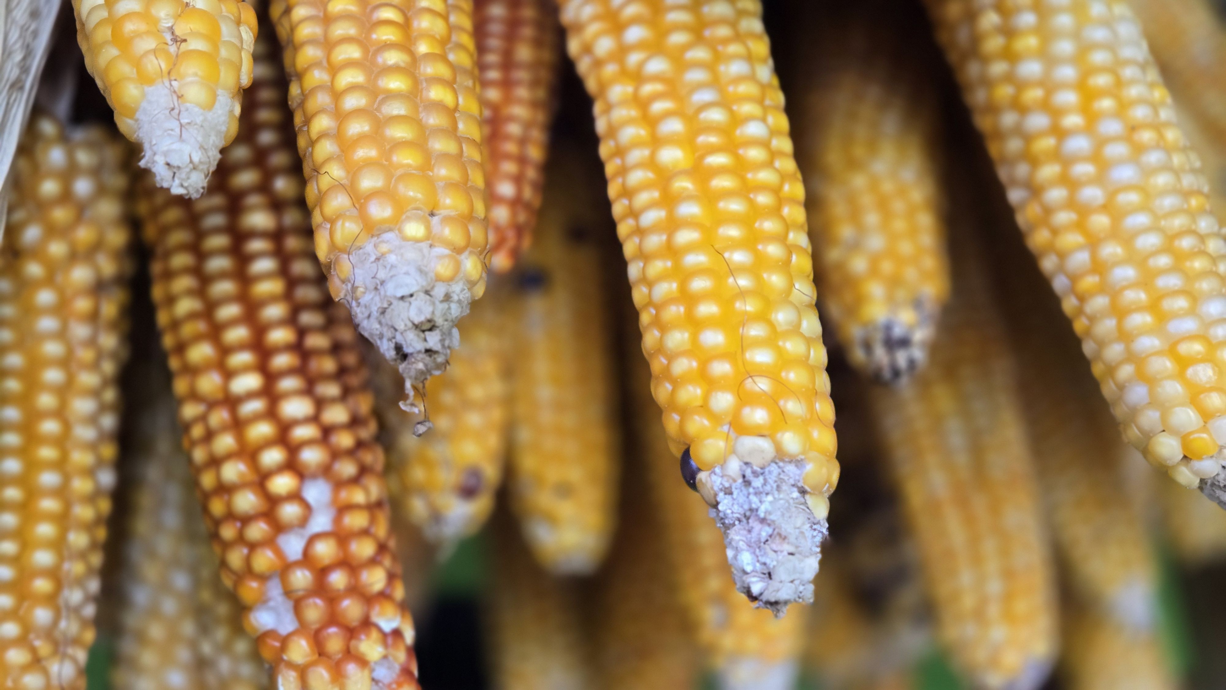 Easter Wishes From Ixim