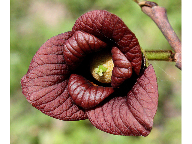 Pawpaw - Pack of 25 Seedlings(12''-18'')