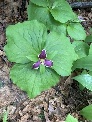 Photo of a trillium- a purple flower with 3 petals in a triangle shape offset with 3 small and pointy green leaves, and 3 large cabbage-like leaves.