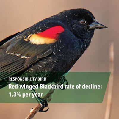 Responsibility Bird: Red-winged Blackbird (pictured) rate of decline: 1.3% per year