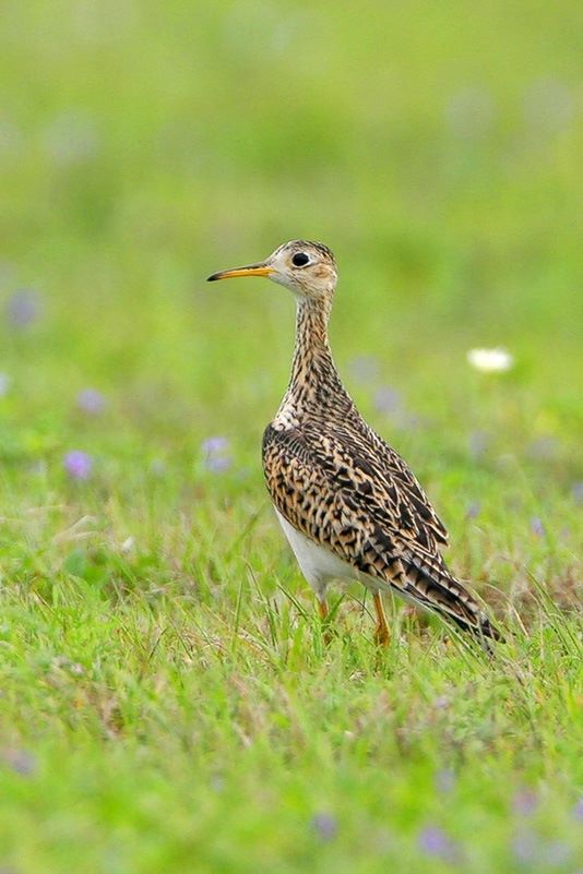 Upland Sandpiper