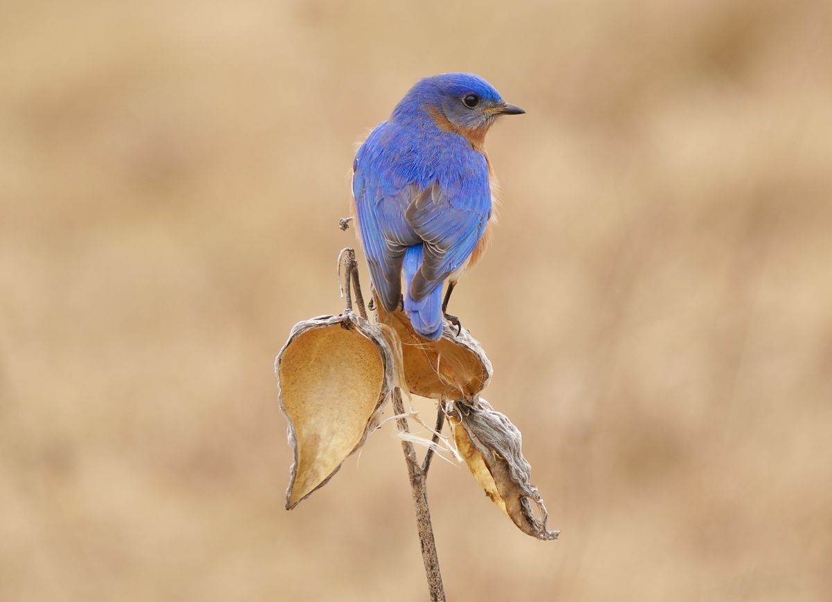 Eastern Bluebird by Jen Shepherd