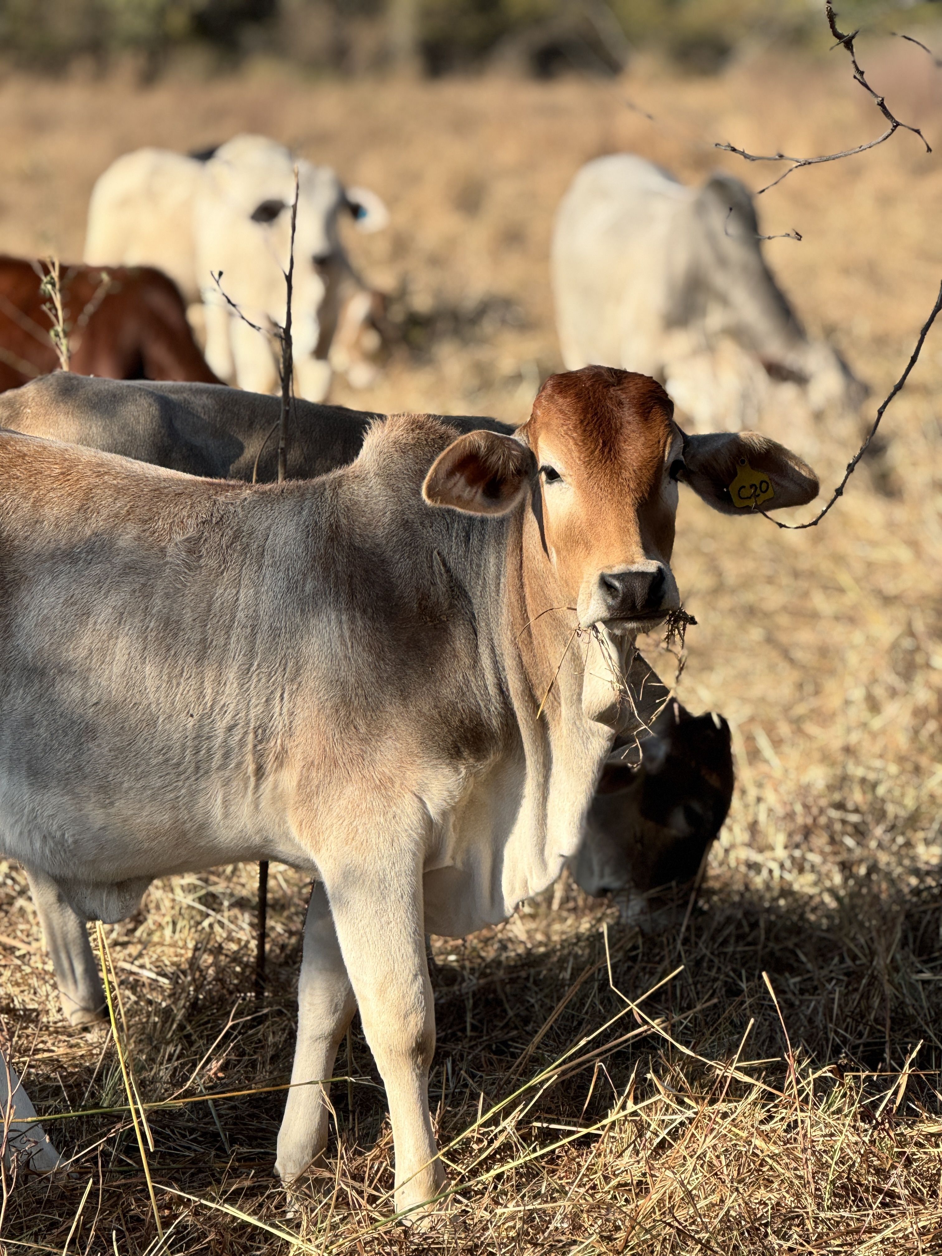 Cow 1