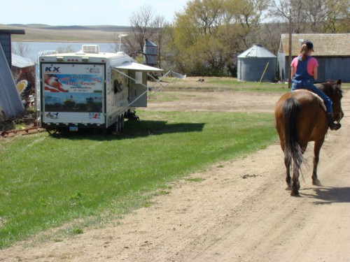 Horsing Around