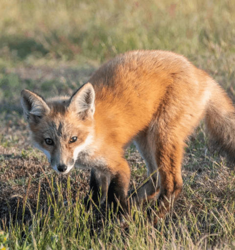 Red Foxes