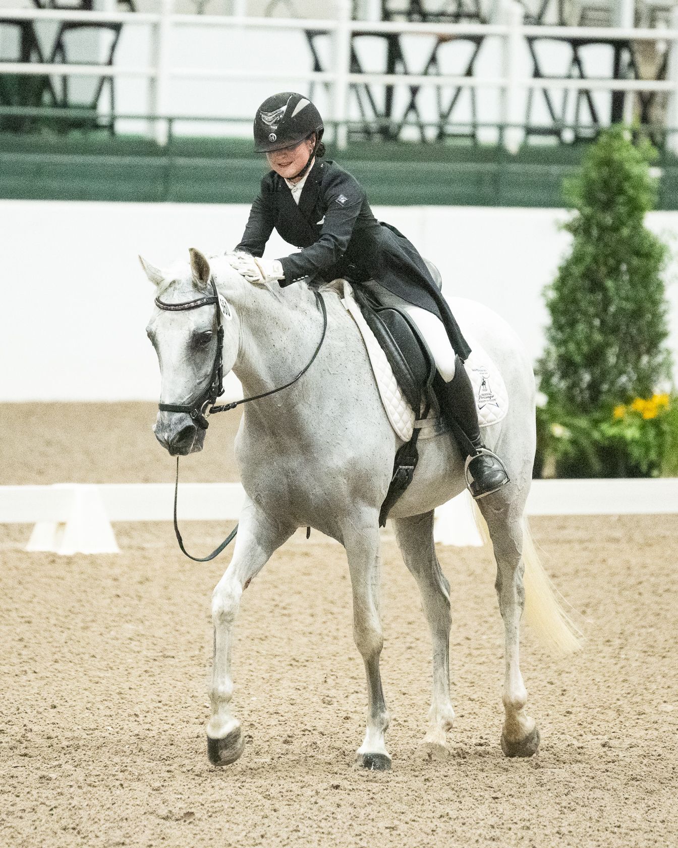 American Connemara Pony Society 2025 Scholarship Announced 