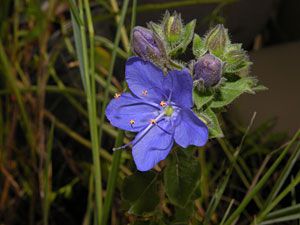 Blue Waterleaf