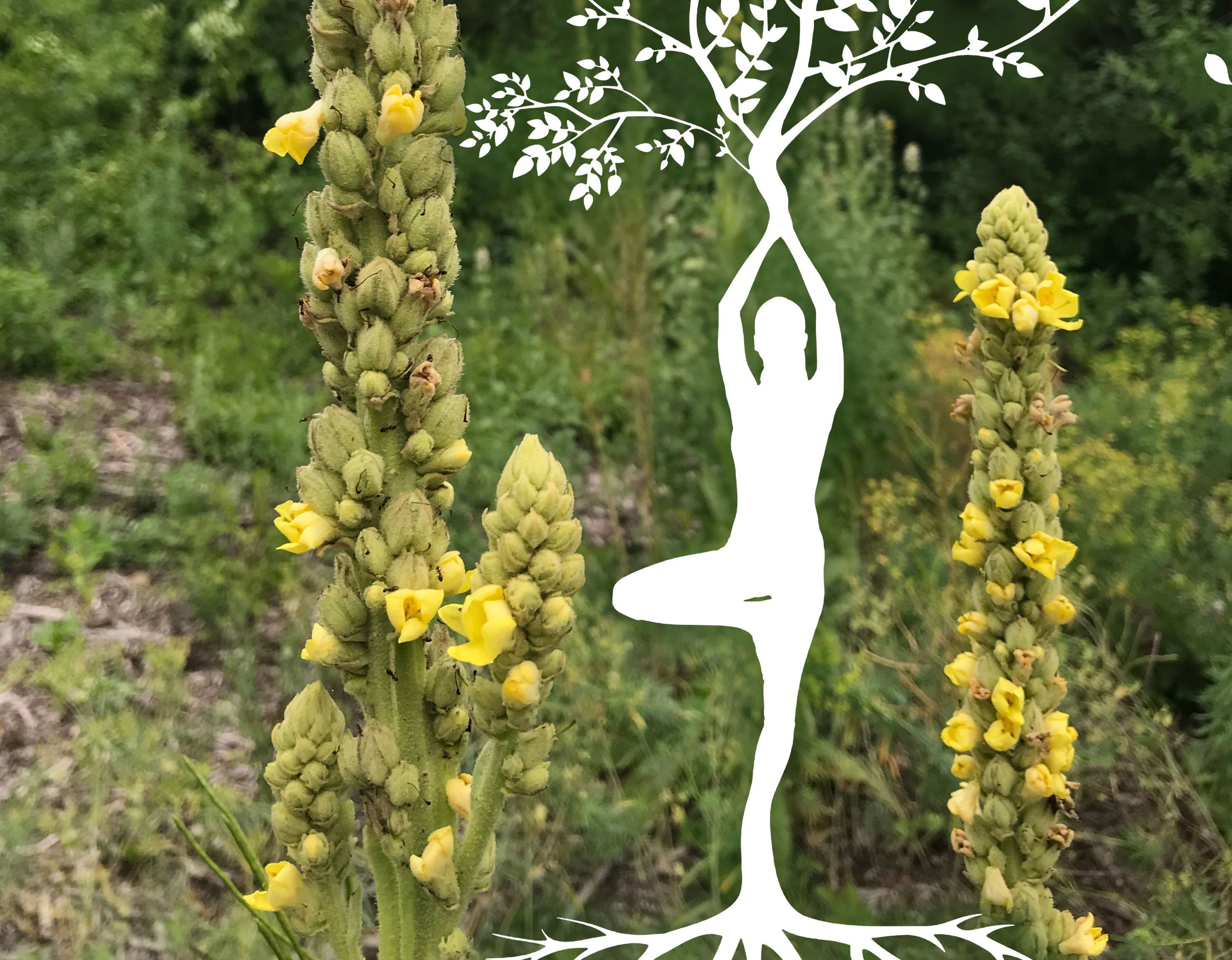 Yoga in Nature