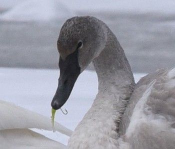 Deadline Dec 31! Keep a swan safe and secure