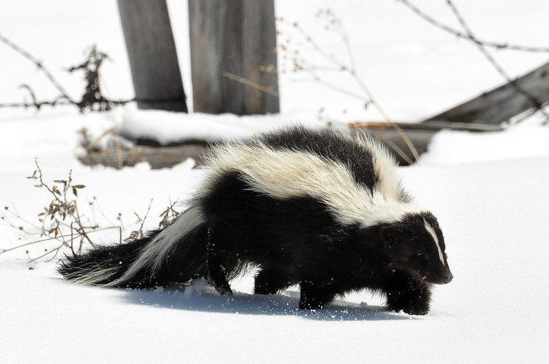 Adult skunk in the snow