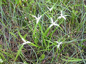 White-topped Sedge