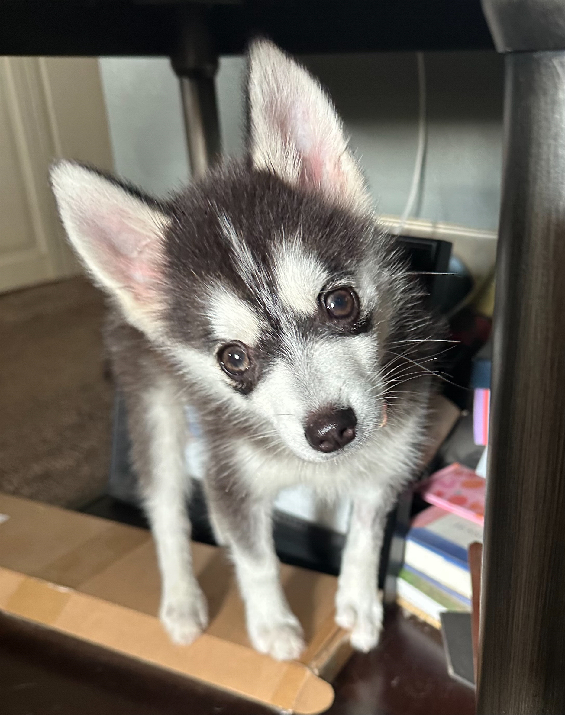 Olaf