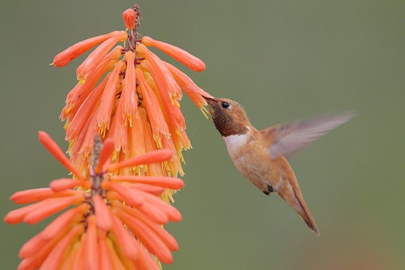 Rufous Hummingbird male