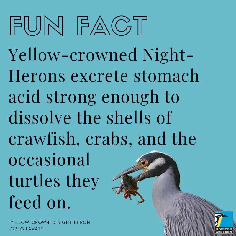 Yellow-crowned Night-Heron fun fact