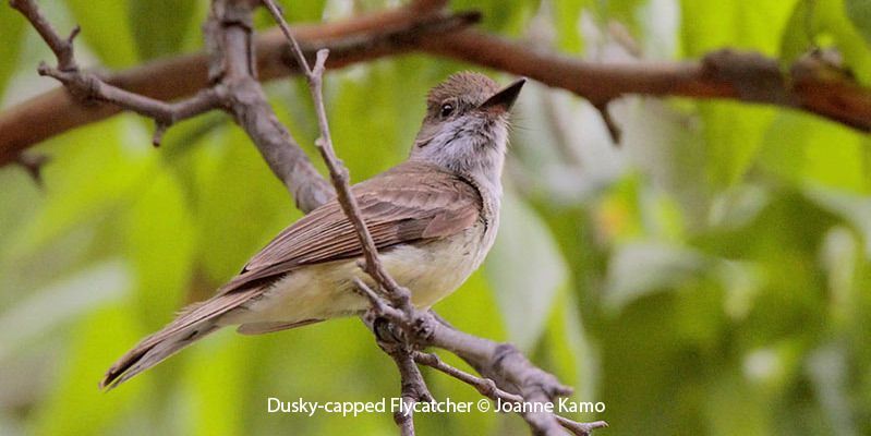 Dusky-capped Flycatcher