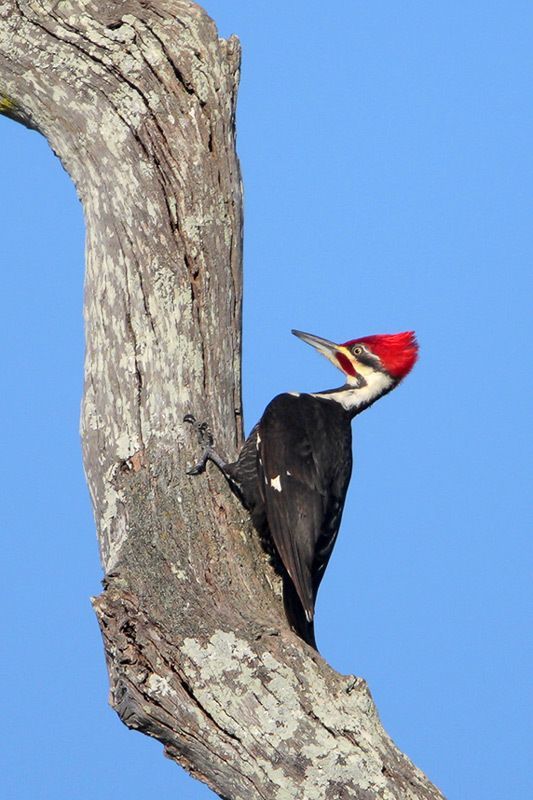 Pileated Woodpecker