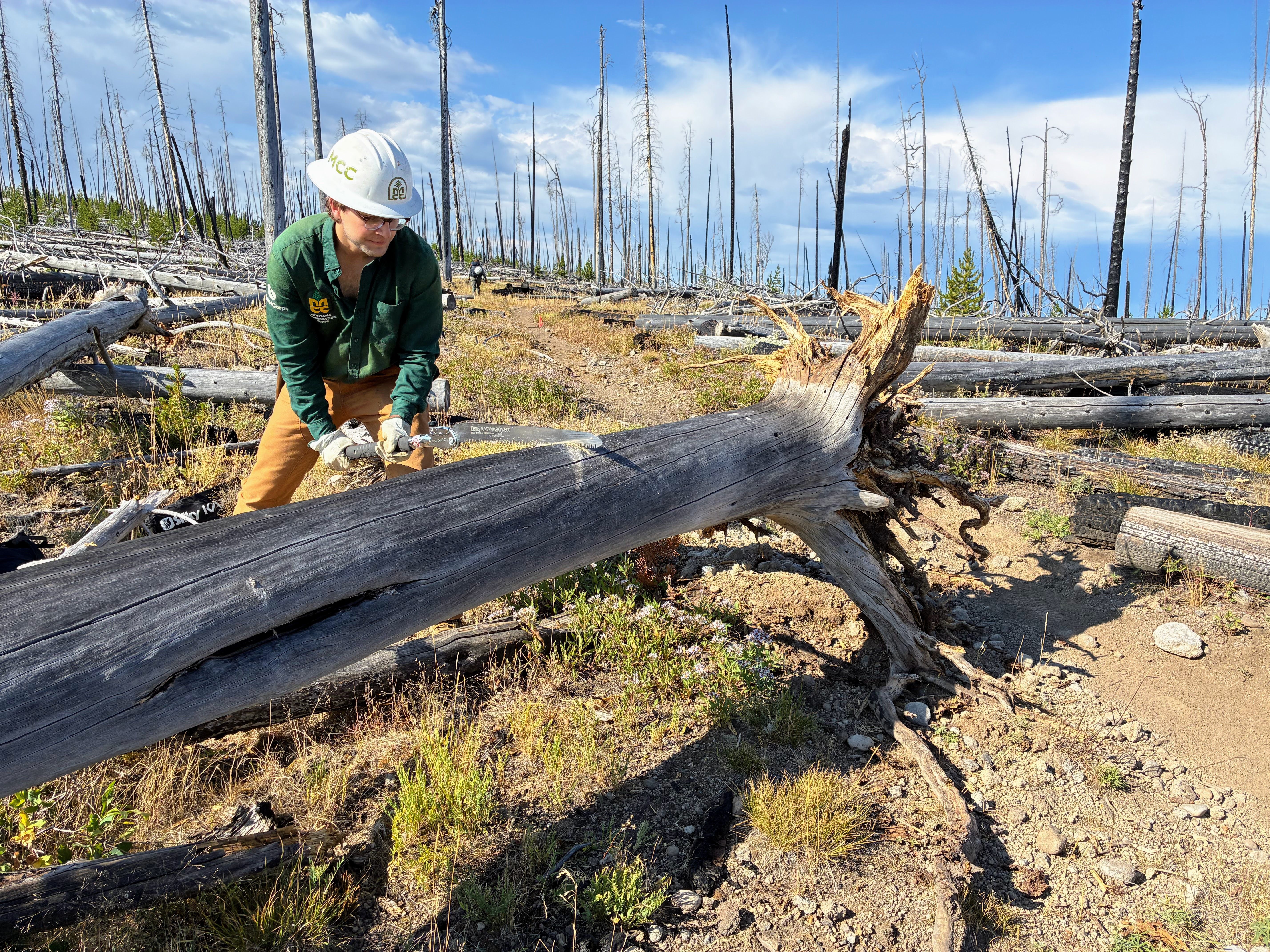 A crew leader saws at a log