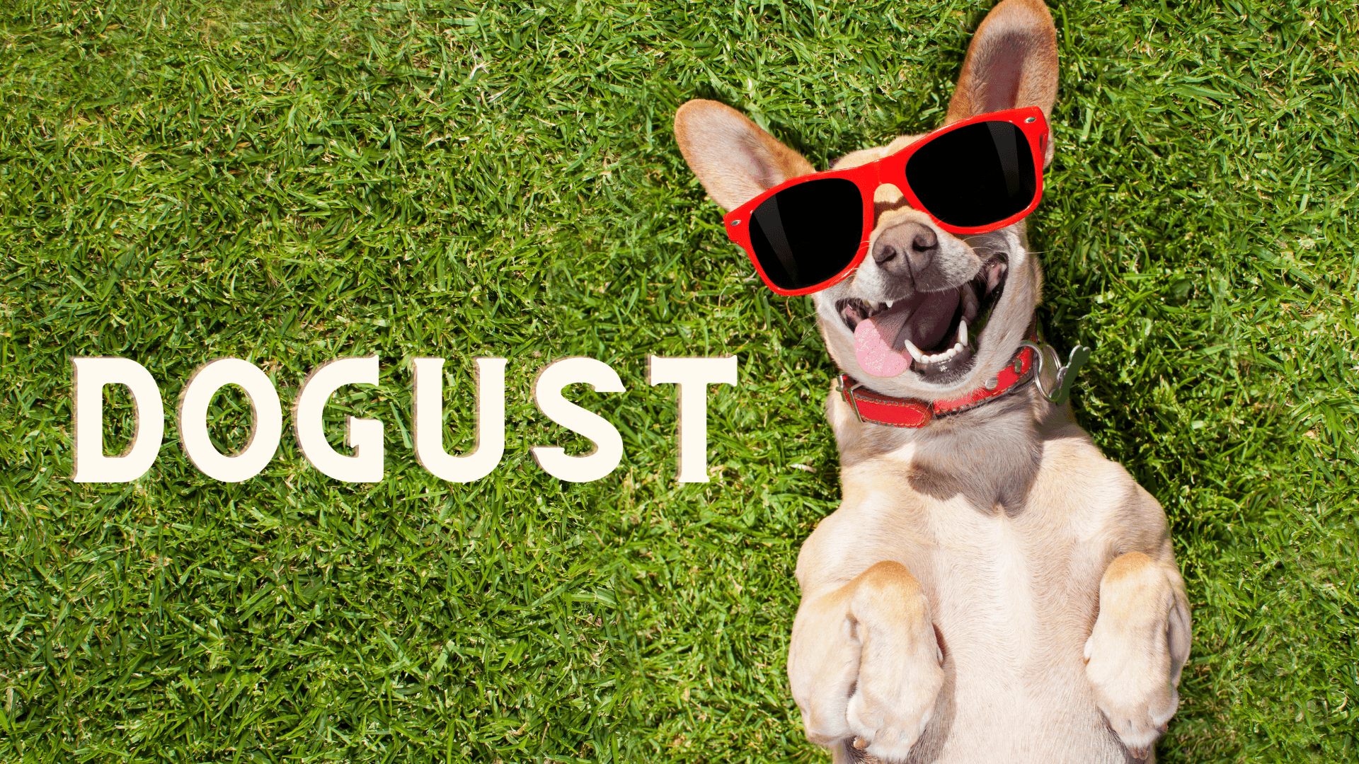 A tan dog laying on its back in green grass with his tongue hanging out. He is wearing red sunglasses and a red collar.