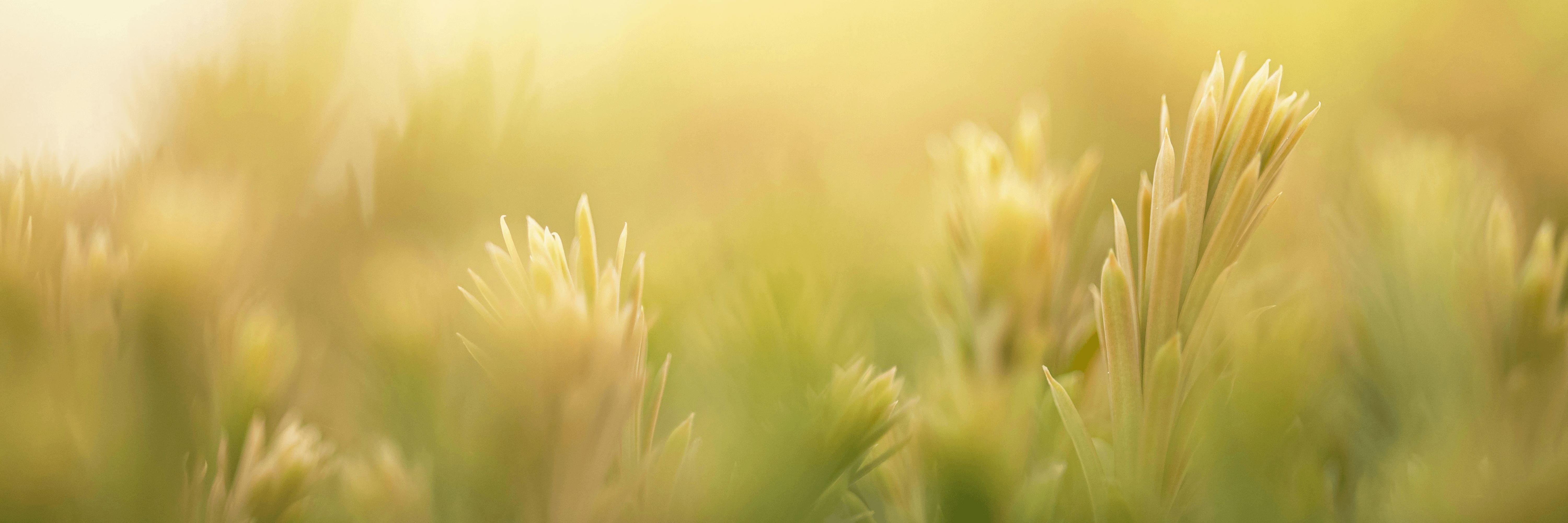 Photo of spring flowers blooming in the morning