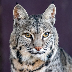 Bobbie Bobcats Meet the Animals Center for Animal Research  