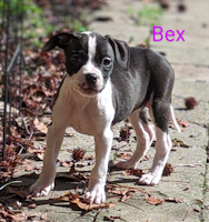 Bex - ADOPTED