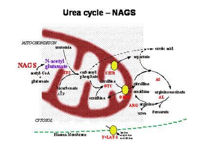 Graphic of NAGS