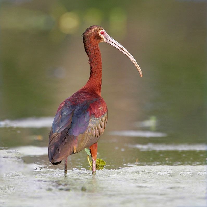 Ibis Bird Identification