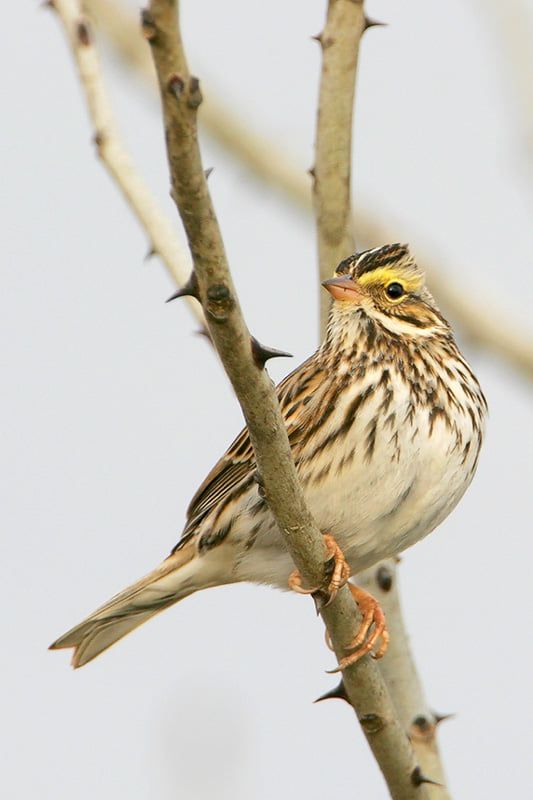 Savannah Sparrow