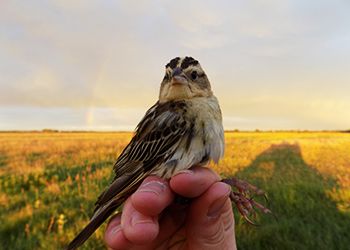 bobolink habitat