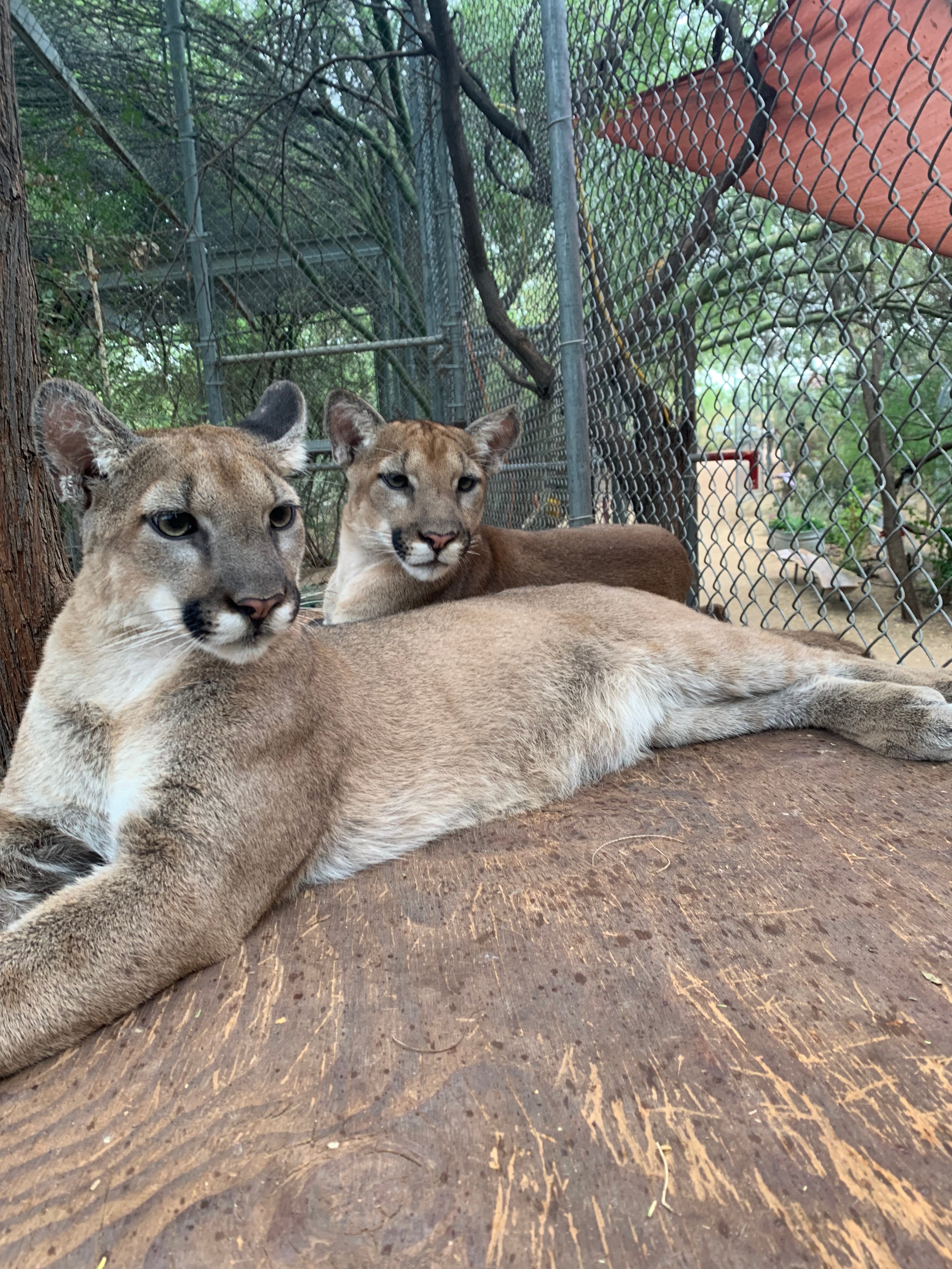 Felix & Zia - Mt. Lion Kittens