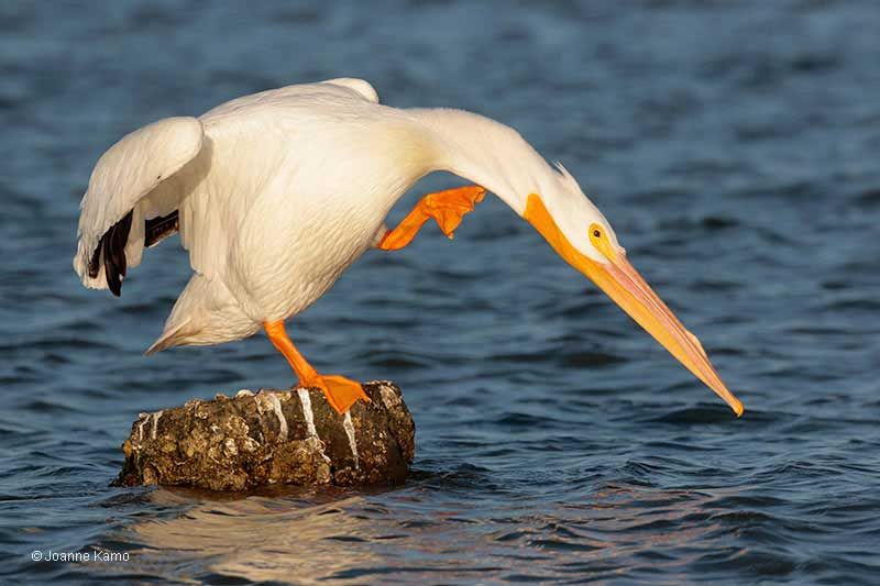 American white pelicans 