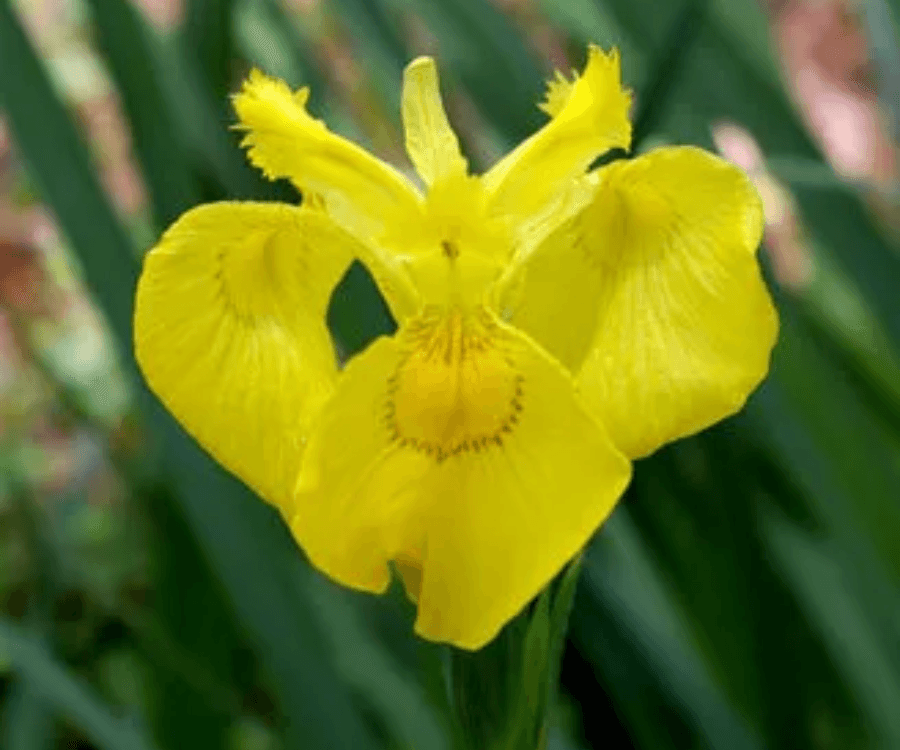 Yellowflag Iris