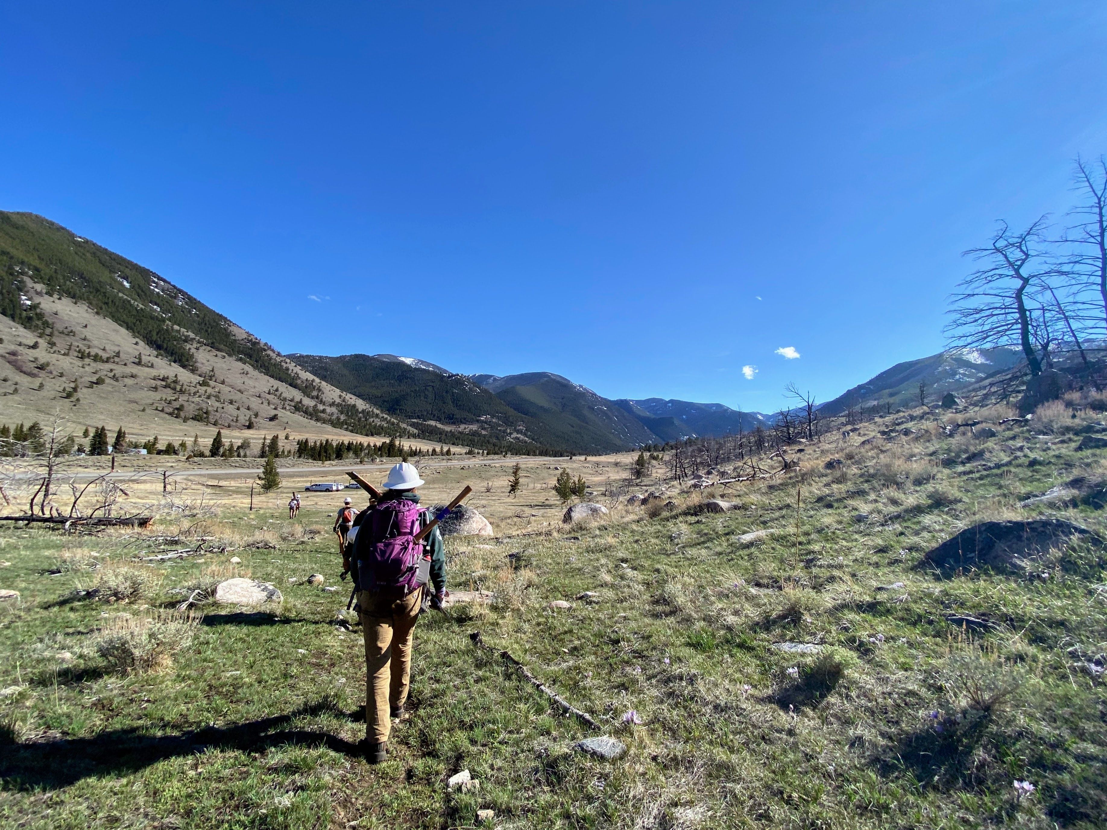 A crew leader wearing a backpack, with their back to the camera, walks into a field where other crew leaders are distantly waiting. The sky is bright blue and it's a sunny day.