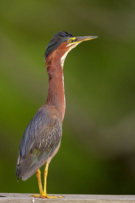 Green Heron Identification, All About Birds, Cornell Lab of Ornithology