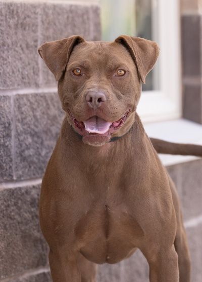 BRODY