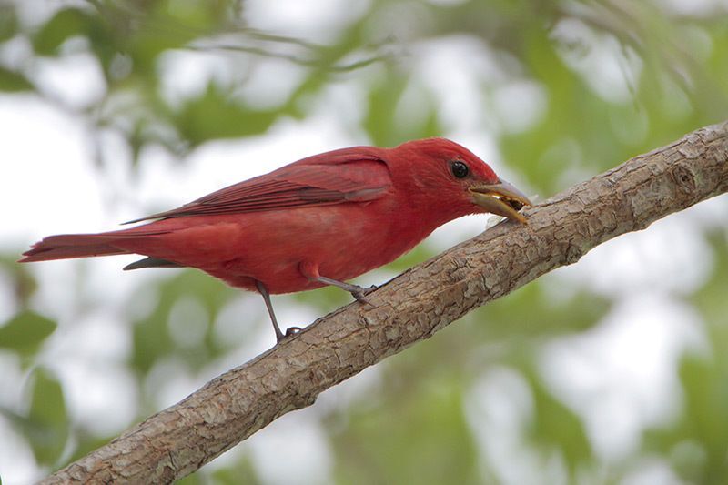 Scarlet Tanager Identification, All About Birds, Cornell Lab of