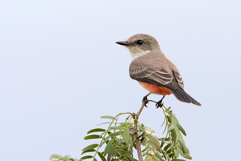 Vermilion Flycatcher