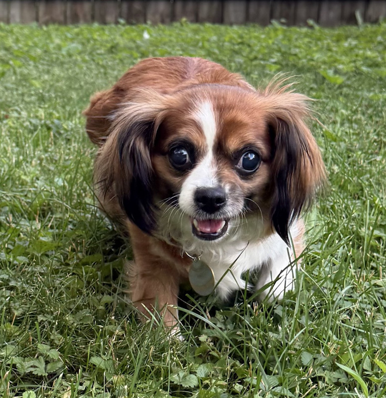 Mimi