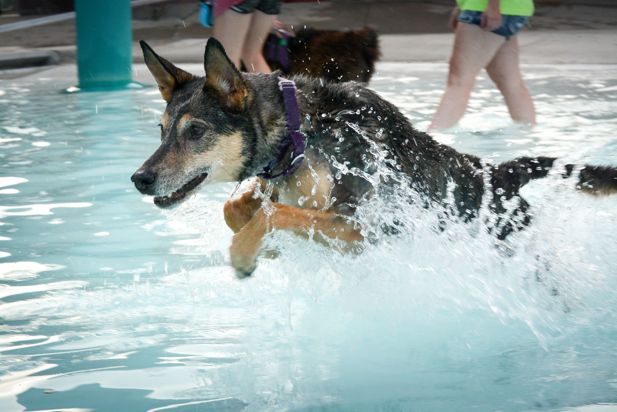 Dog enjoying swimming at the Doggie Dip. Photo by Dina Barta