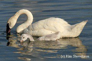 What do Trumpeter Swans eat?