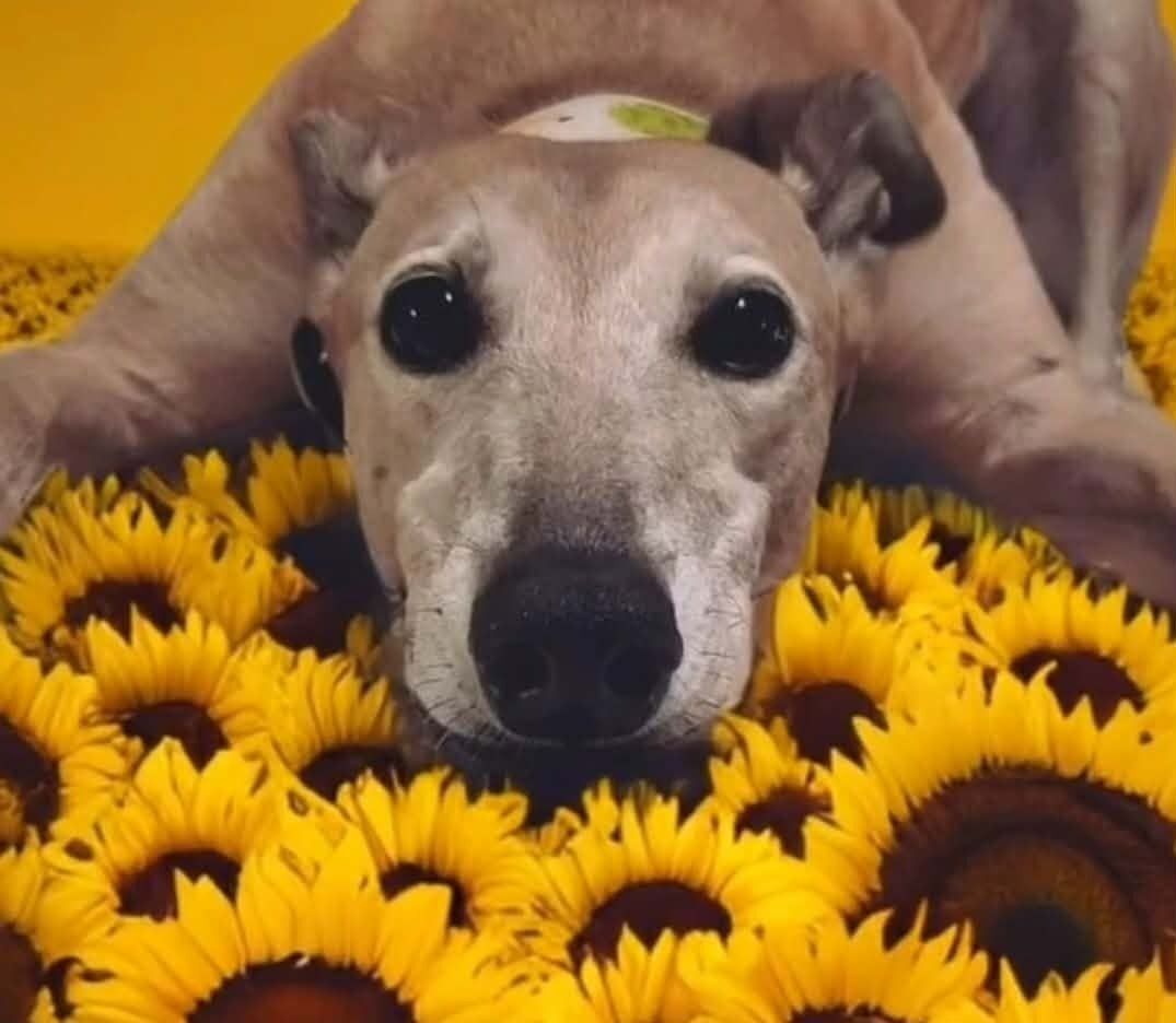 Adopt