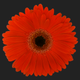 red flower