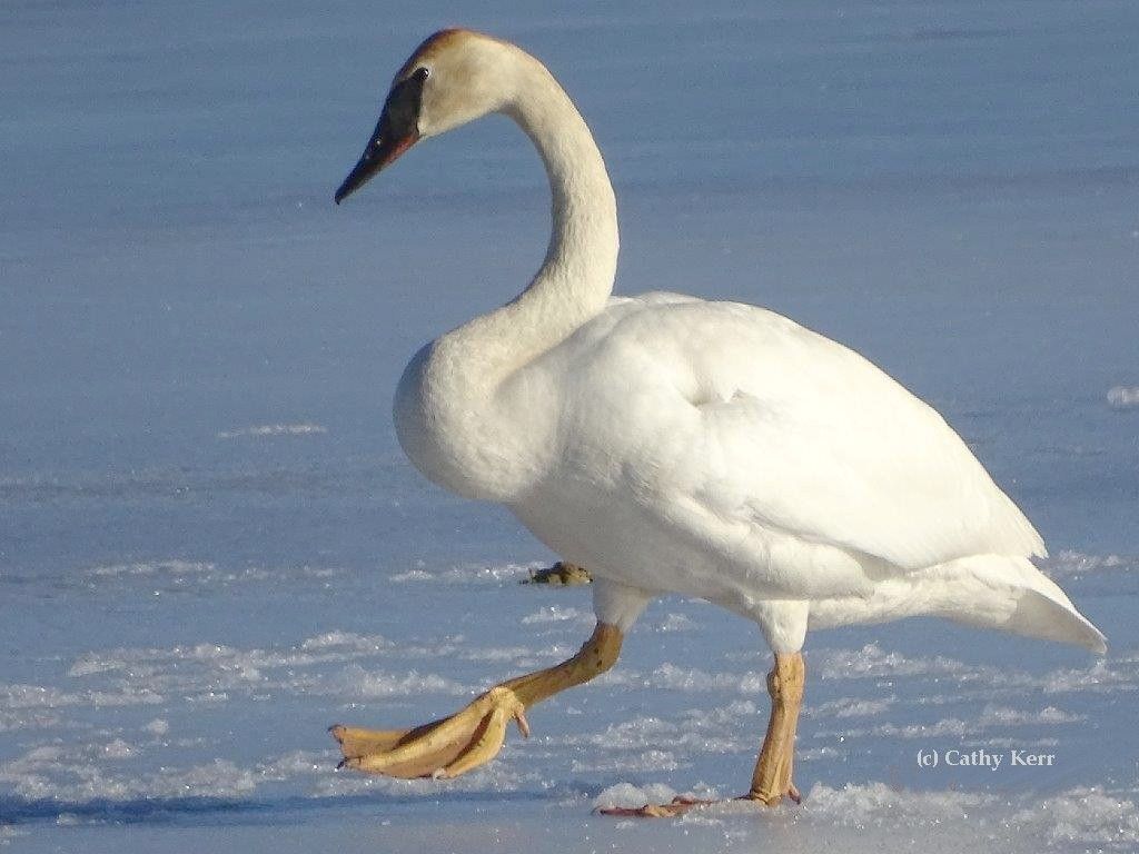 Ontario leucistic swan