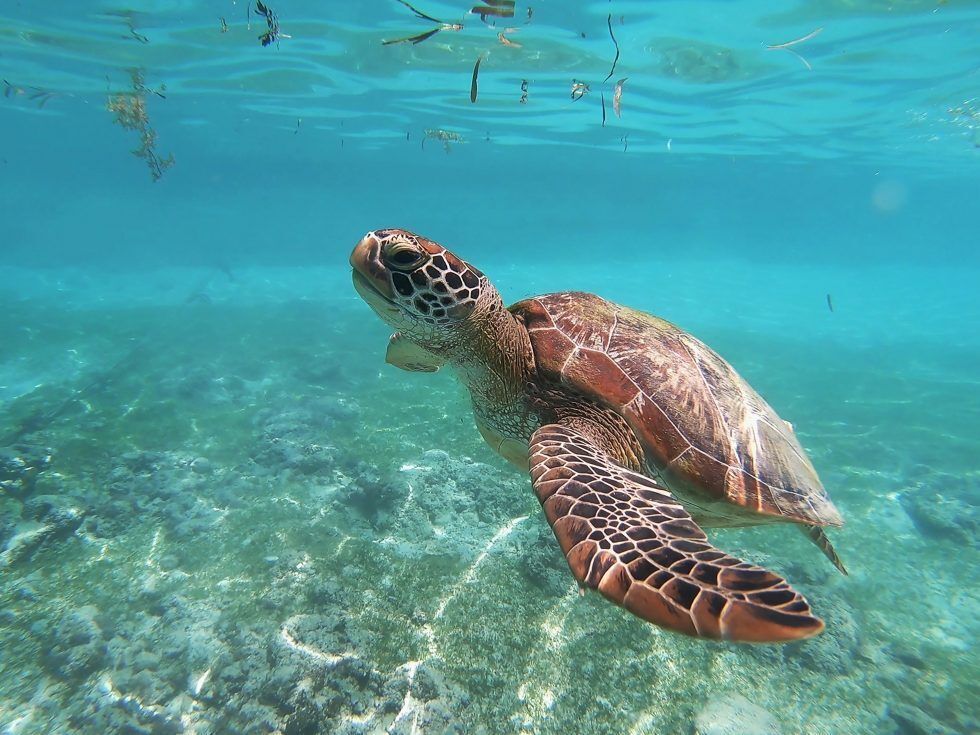Adult sea turtle swimming in shallow clear water