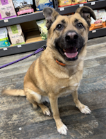 Bella - ADOPTED