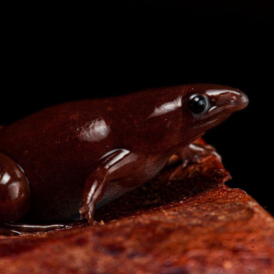 New Frog Species Described in Amazonia