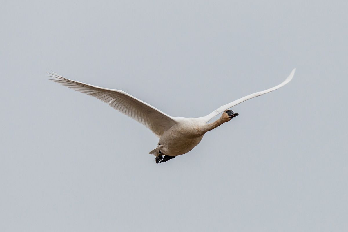 A Trumpeter Swan with wings spread in flight